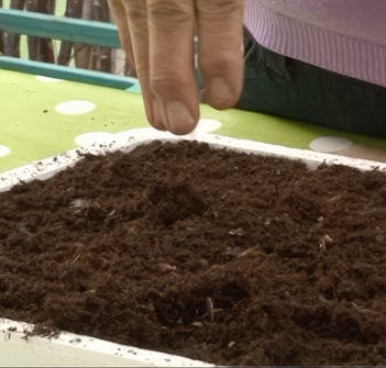 såing av blomsterfrø såing av blomsterfrø